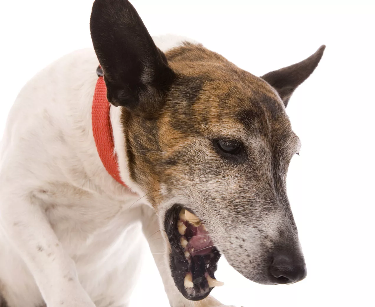 Питомниковый кашель у собак: причины, симптомы, лечение | Домашние животные  - самое важное | Дзен