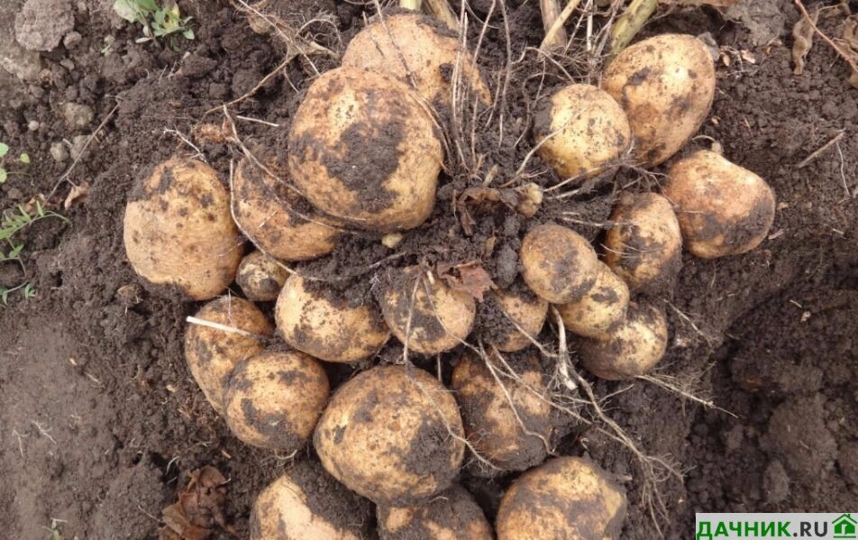 картофель метеор отзывы. сорт картофеля каратоп. семенной картофель метеор. семенной картофель метеор. картофель метеор суперэлита.