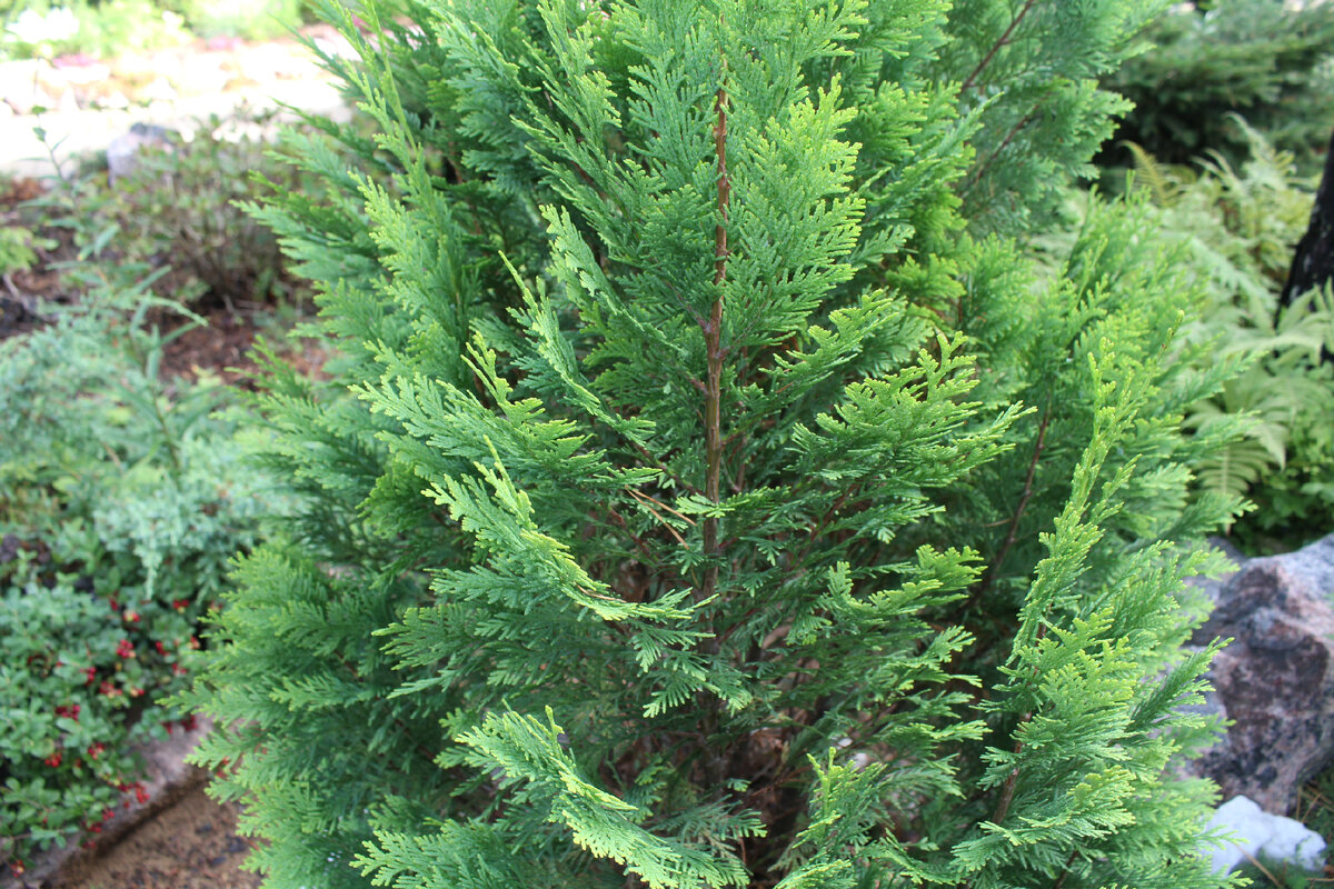 Кипарис Лоусона (Chamaecyparis lawsoniana) - PictureThis