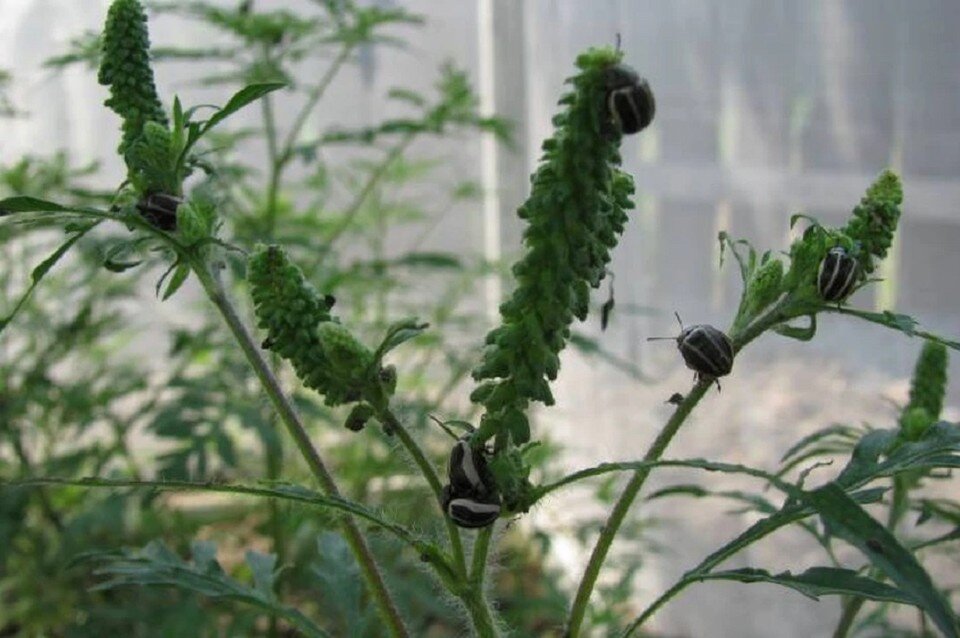     Собственниками участков не были проведены мероприятия по локализации и ликвидации очагов амброзии. Фото: предоставлено ЮНЦ РАН.