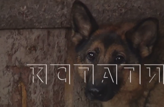    К одной из овчарок зоозащитница смогла подойти Арина Полтанова