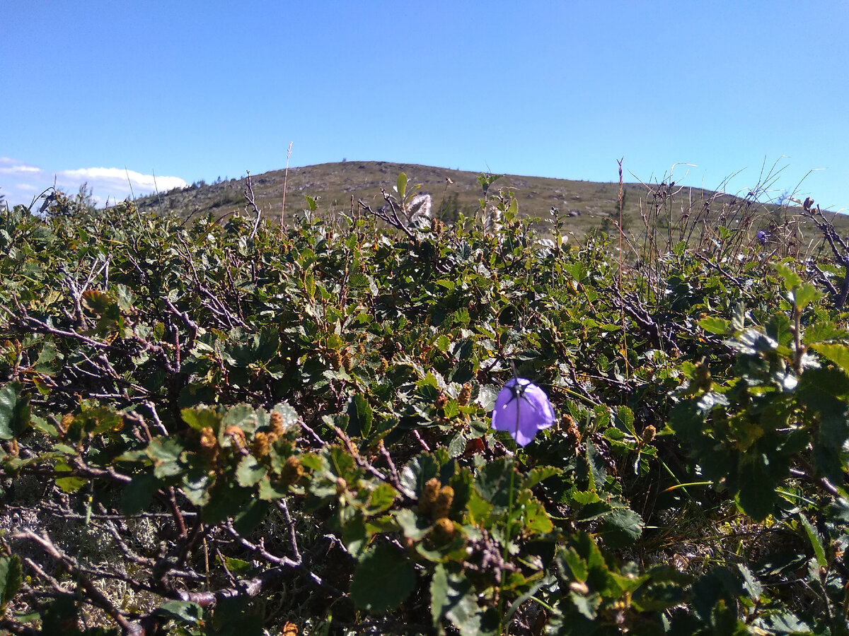Место, где я отдыхала на солнышке. Вид на Малый Иремель