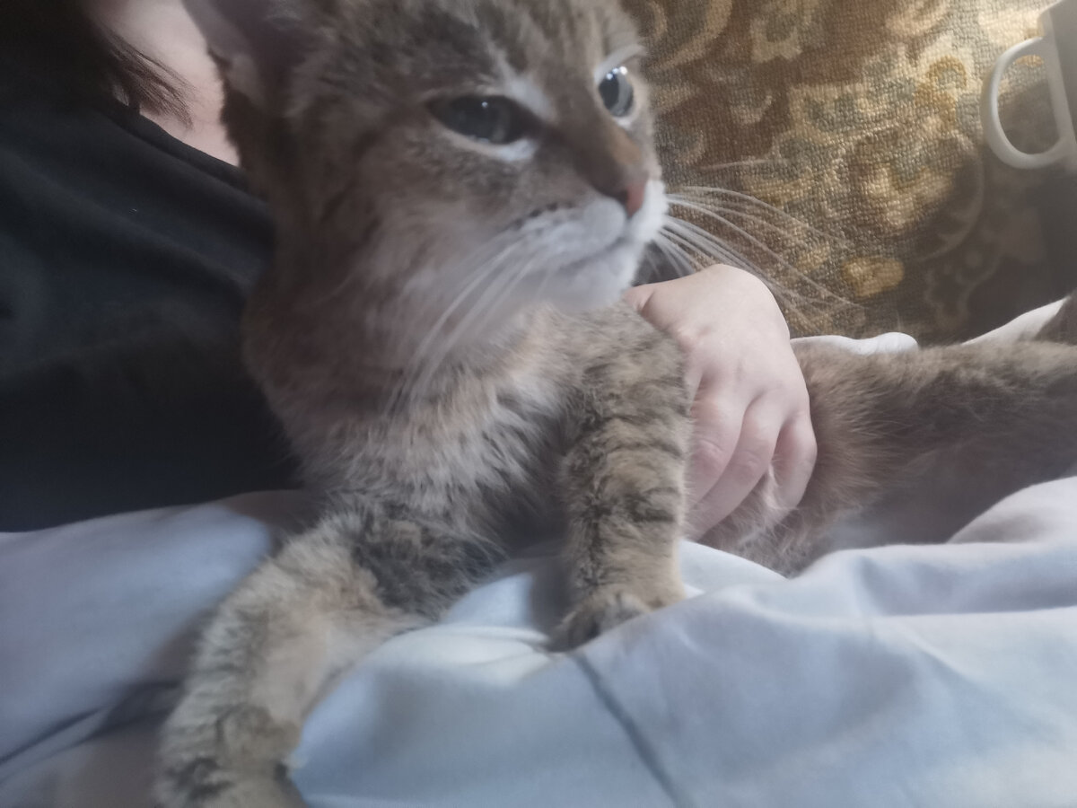 Такая вот важная полосаточка. Фото из личного архива автора.