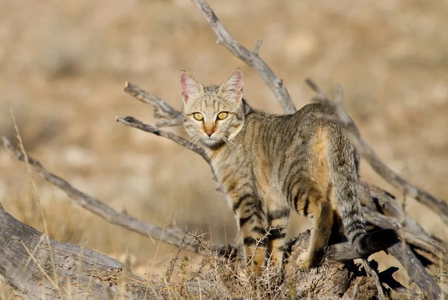 🐱Почему в некоторых странах запрещено иметь кошку в доме