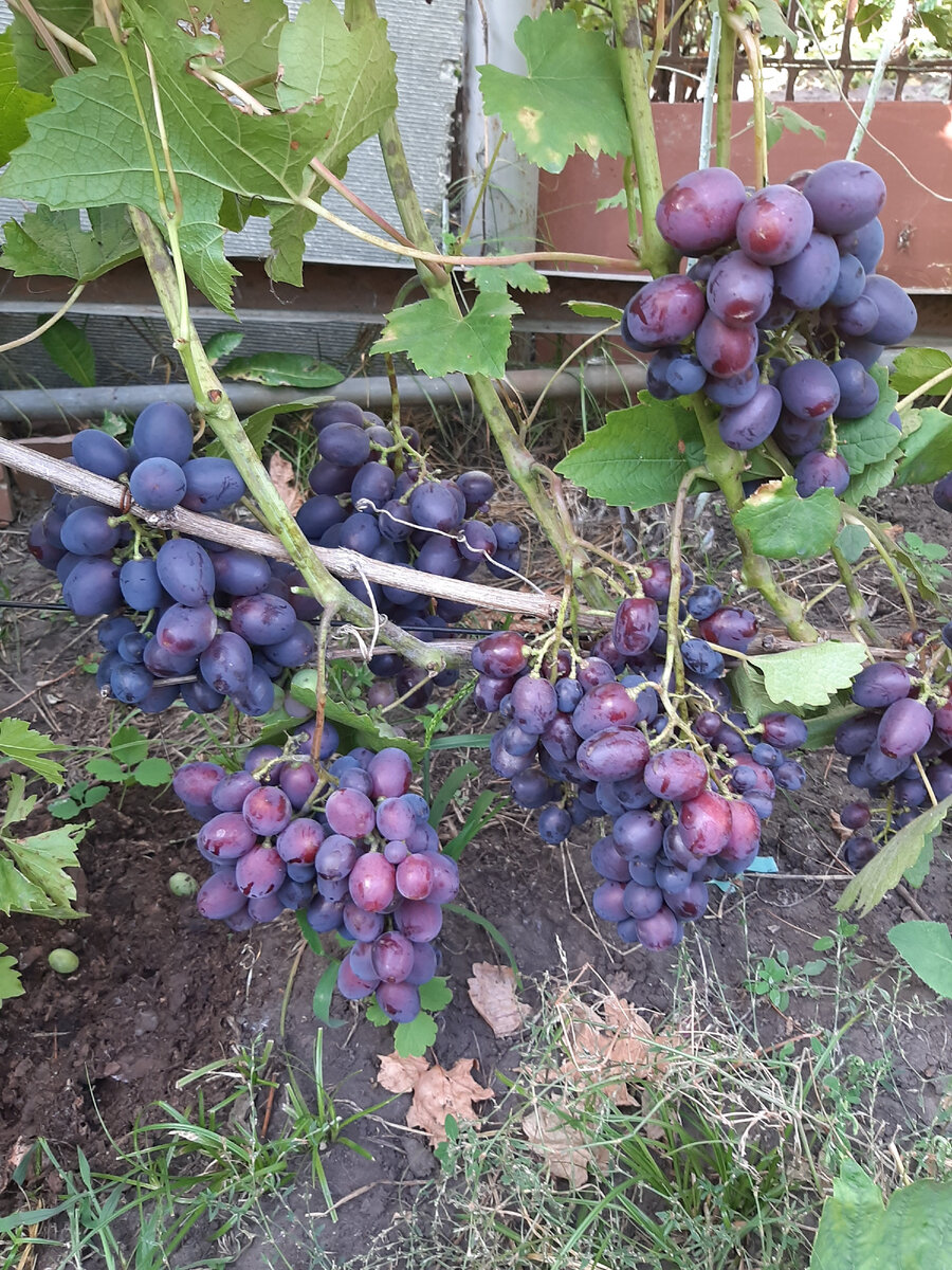 Виноград ""Подарок Несветая" лучший сорт для посадки в Московской области, Урале, Сибири. Чудо, а не виноград.