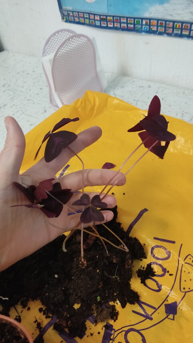 Досталось мне несколько побегов в маленьком стаканчике