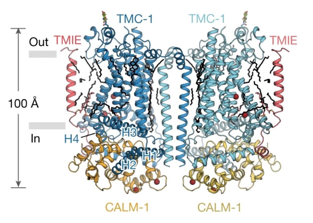    Молекулярная структура ТМС-1 определена с разрешением до 3,1 анстрема / ©Jeong et al., 2022