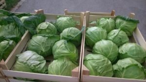    Фото: agroboom.ru Ирина Мудрых