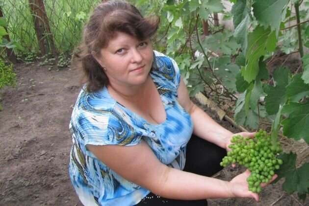 Виноград растет и в «мерзком» климате