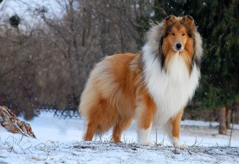 Колли зимой.