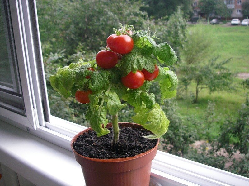 Как вырастить помидоры на подоконнике зимой | Дневник дачника | Дзен