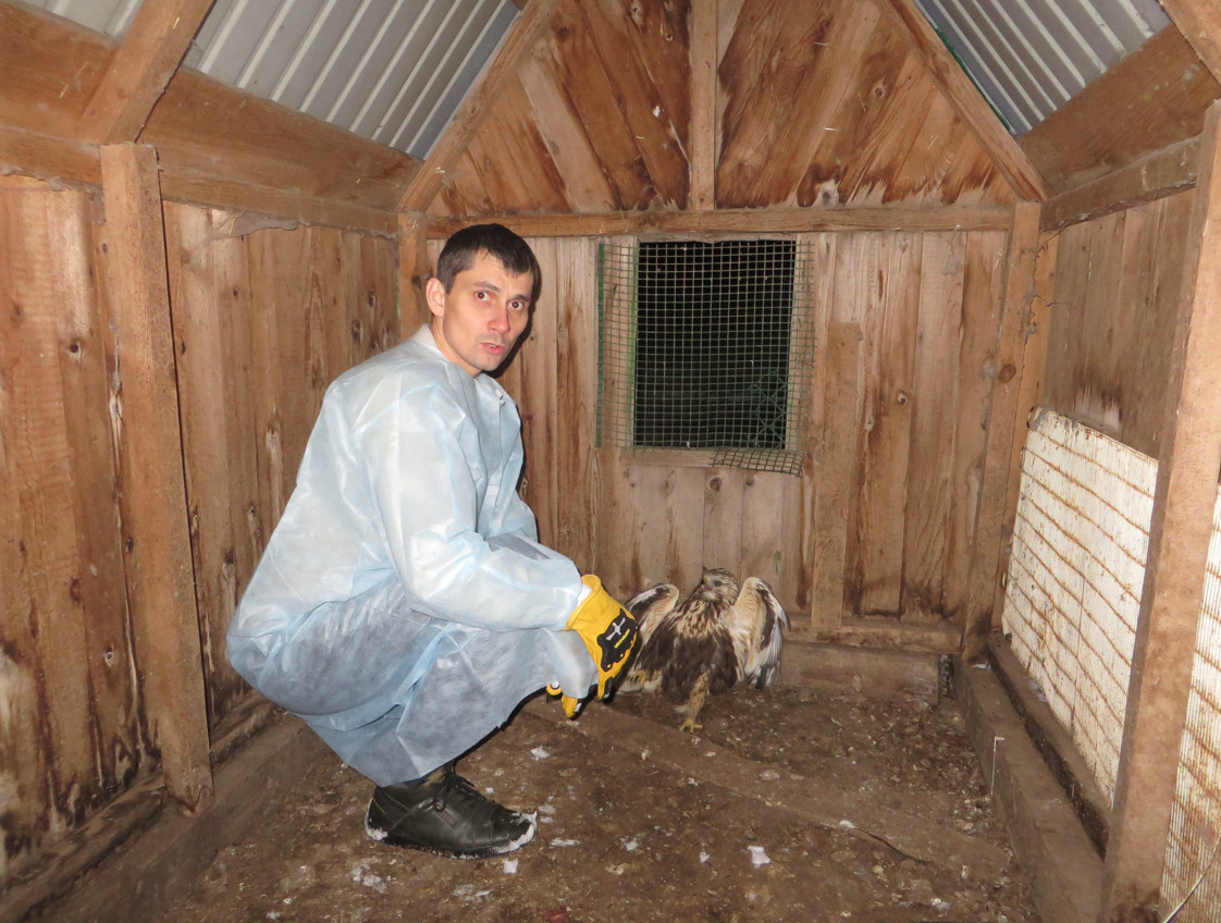   Специалисты Россельхознадзора Оренбуржья спасли дикого сокола Елена Шкатова