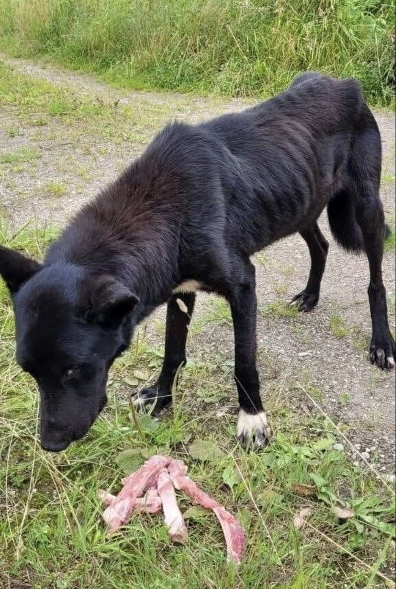 Таким был Блэки при первой нашей встрече