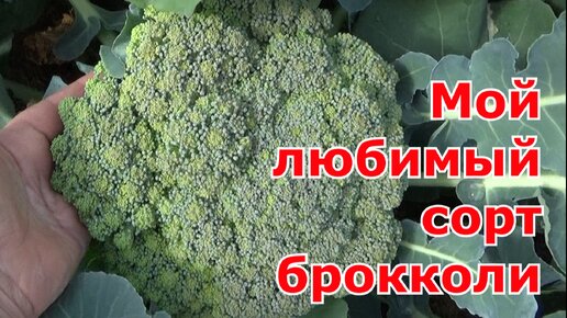 Мой любимый сорт капусты брокколи, его опять посею на следующий год. Брокколи Маратон F1 (Sakata).