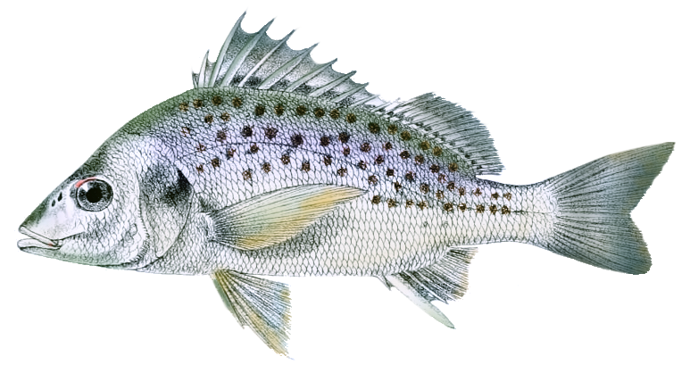 Pomadasys commersonnii