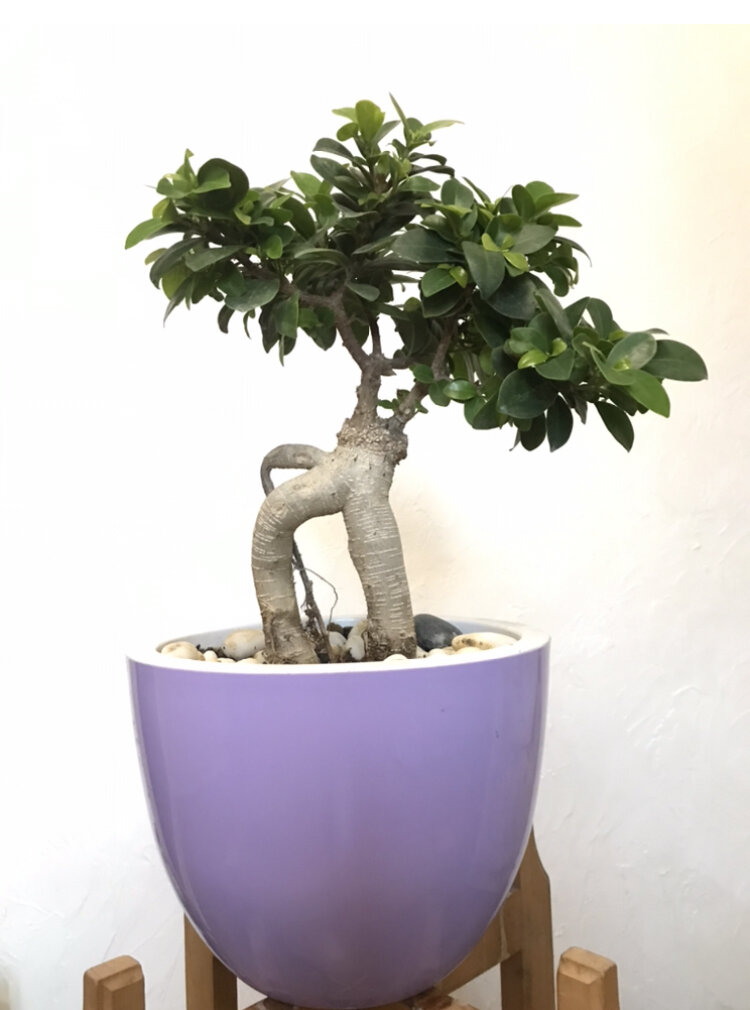 Фикус с своём первом горшке