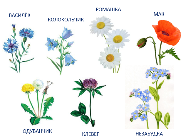 Презентация луговые цветы