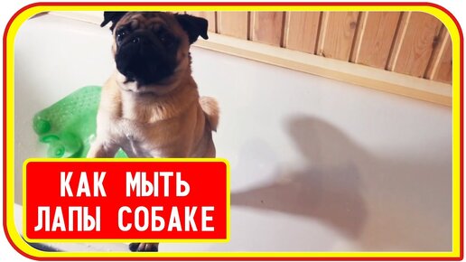 Мопс после прогулки, как мыть лапы, еда для щенка породы мопс.