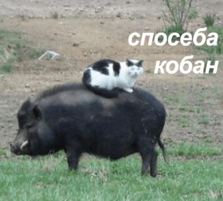 кобан рад