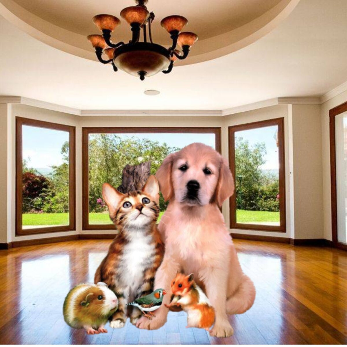 Домашние питомцы будут дарить любовь и радость