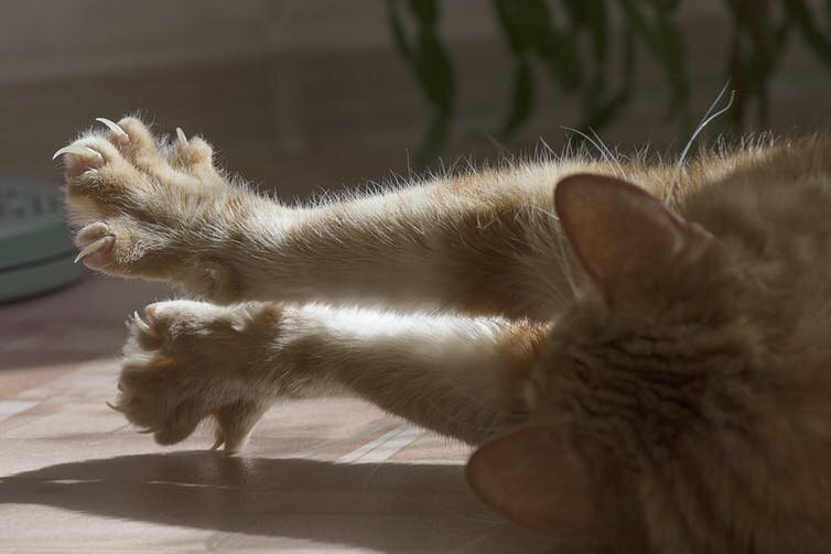 Почему кошки мнут лапами | ТОТО | Дзен