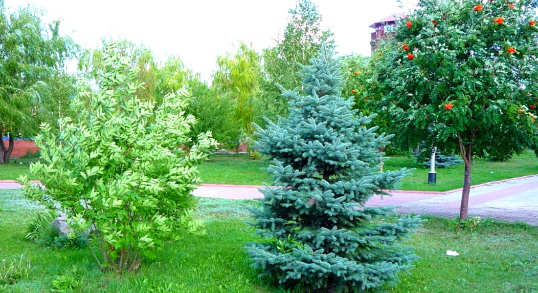 Елочка ожила