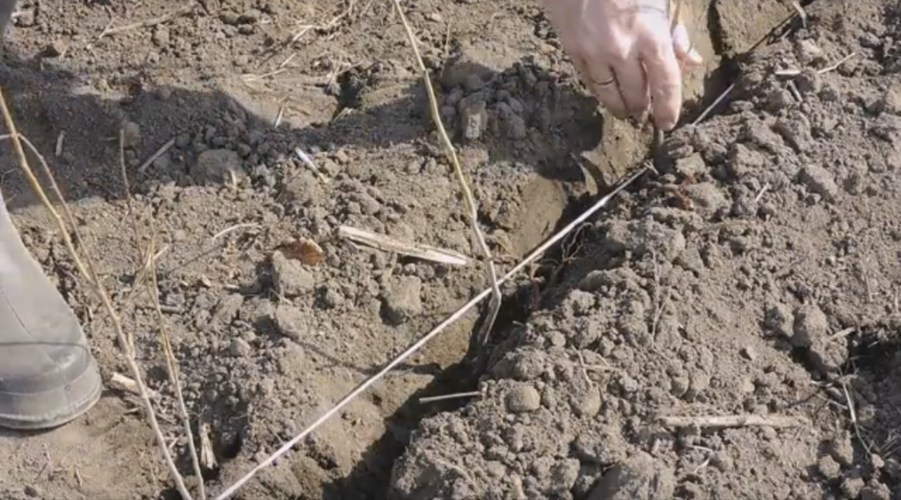 Посадка подвоев уссурийской груши