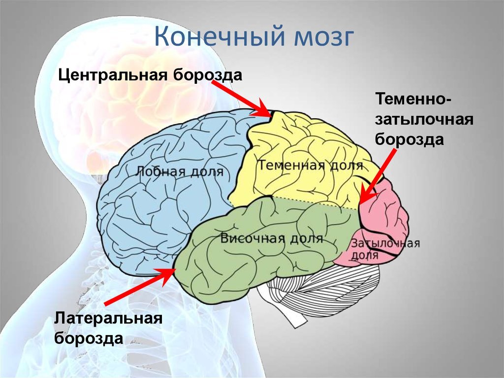 Общий план строения коры больших полушарий головного мозга