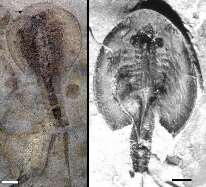 "Хорошо, что у нас в древности уже были фотоателье!" Окаменелости щитней из девона и триаса (фото из интернета)