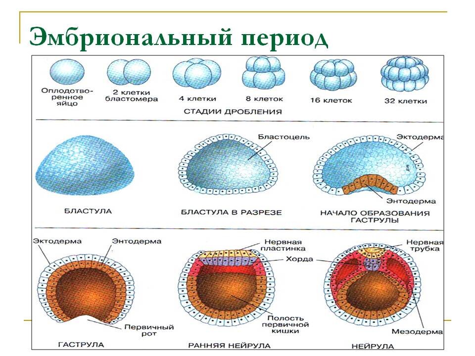 Показатели стадии развития организма. Эмбриональный период этапы схема. Эмбриональный этап онтогенеза схема. Бластула гаструла. Стадии эмбрионального периода онтогенеза.