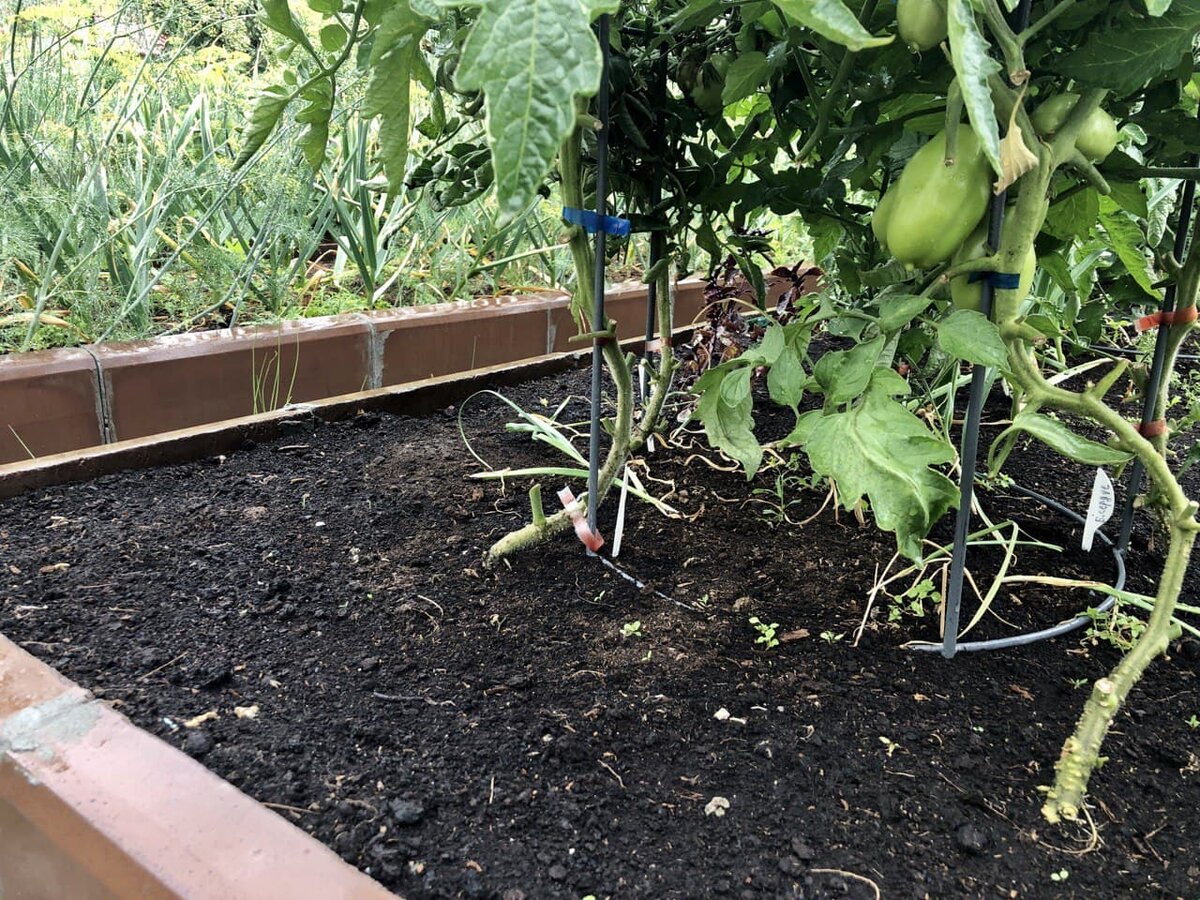 Под "ноги" томатам посажу шпинат