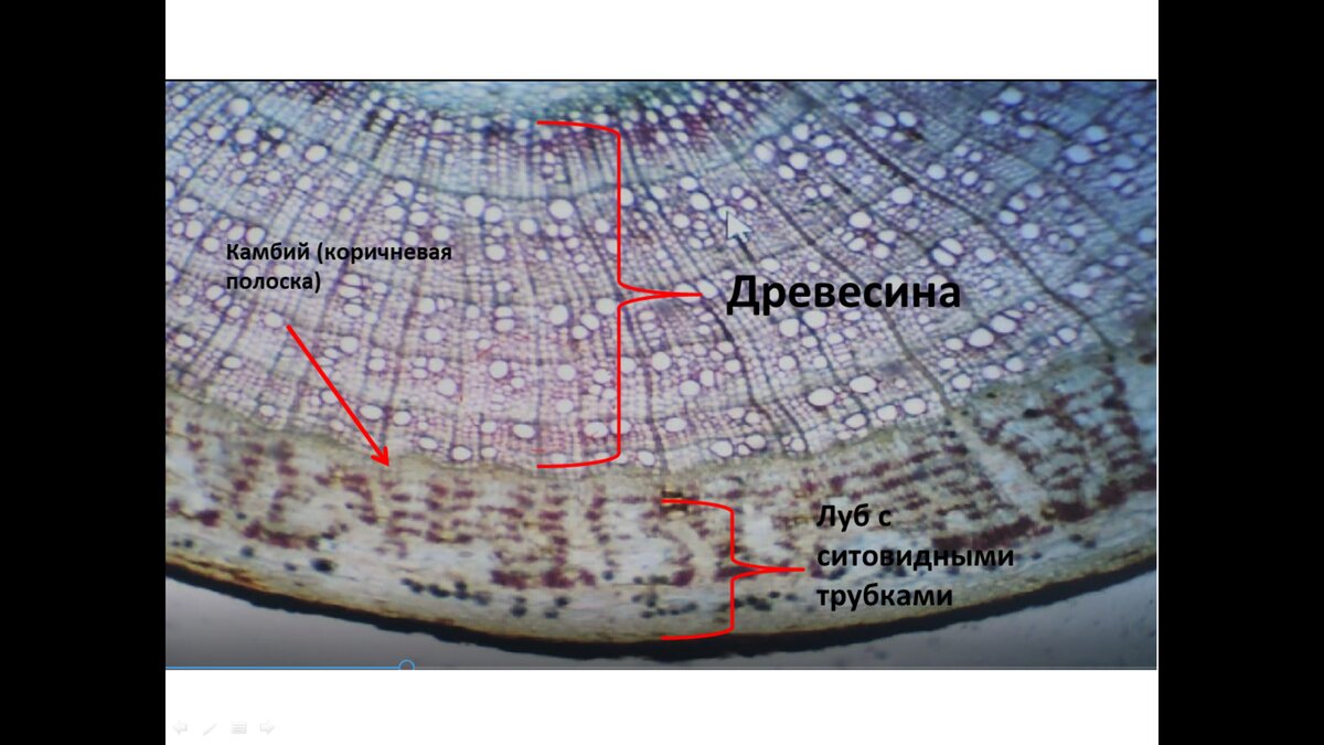 Это срез стволика под микроскопом. Для лучшего преставления
