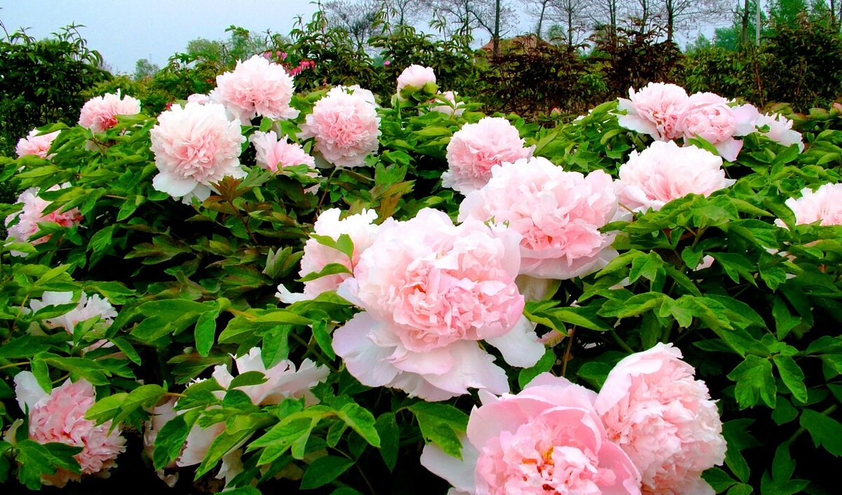 Изображение взято с сервиса Яндекс Картинки 