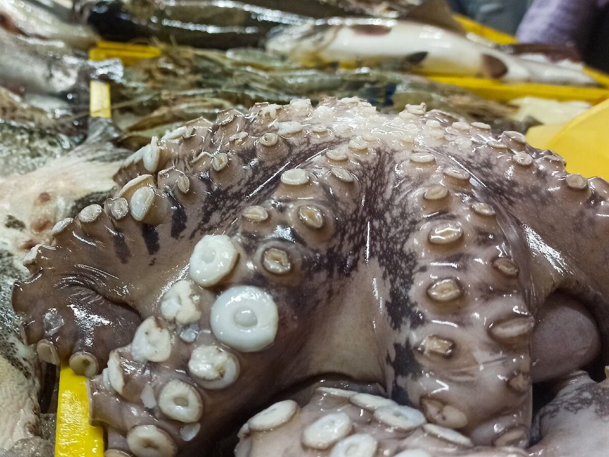 Морские гаады. 