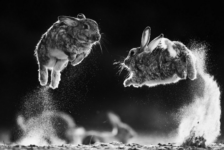 Фото: Csaba Daróczi, wildartpoty.com