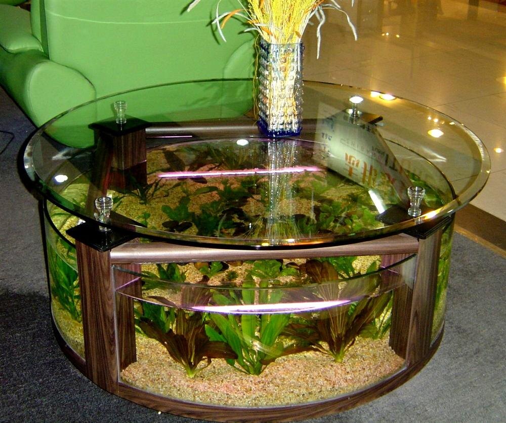 Круглый аквариум: плюсы и минусы, оформление, выбор растений и рыбок | VK