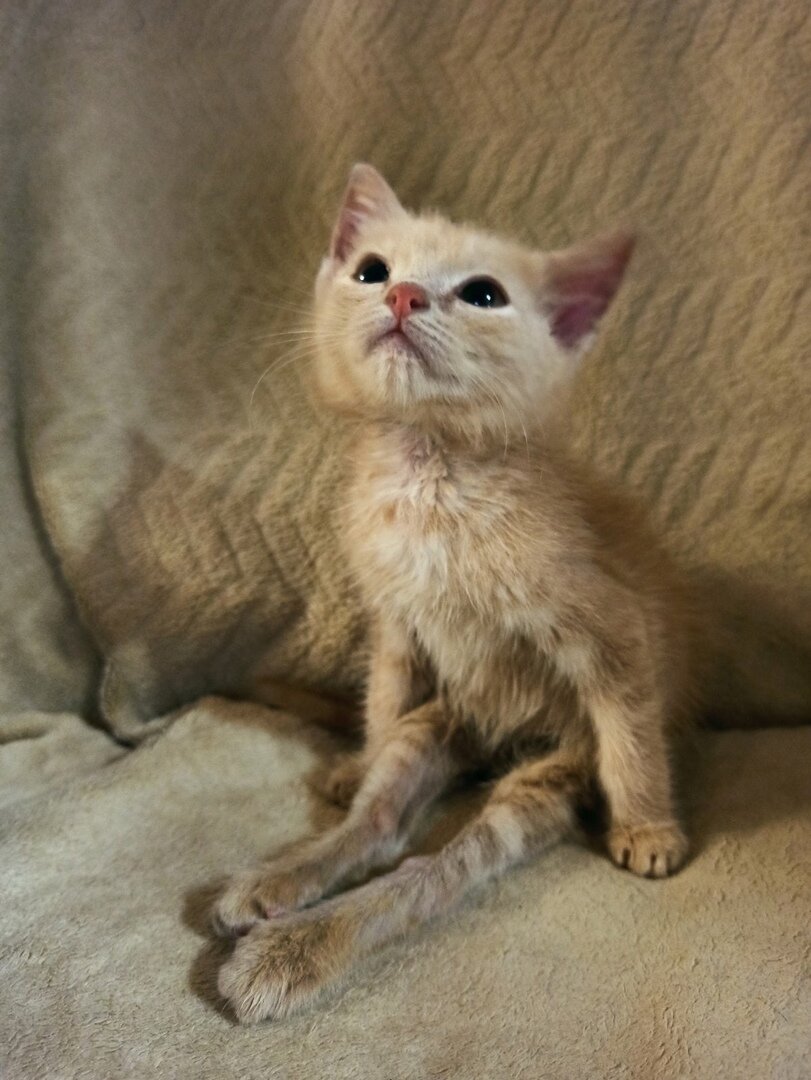 Котёнок