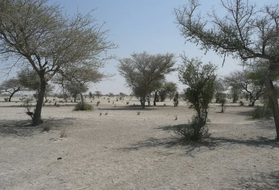 Сахель (Sahel) – это регион на краю великой африканской пустыни Сахара. Раньше местные жители очень безответственно эксплуатировали ограниченные водные ресурсы в этом районе. В результате это привело к серьезному опустыниванию почв и сильно повысило риск засухи и голода в регионе. Всего лишь за 12 лет с 1972 по 1984 год свыше 100 000 человек погибло в районе Сахеля из-за засухи.
