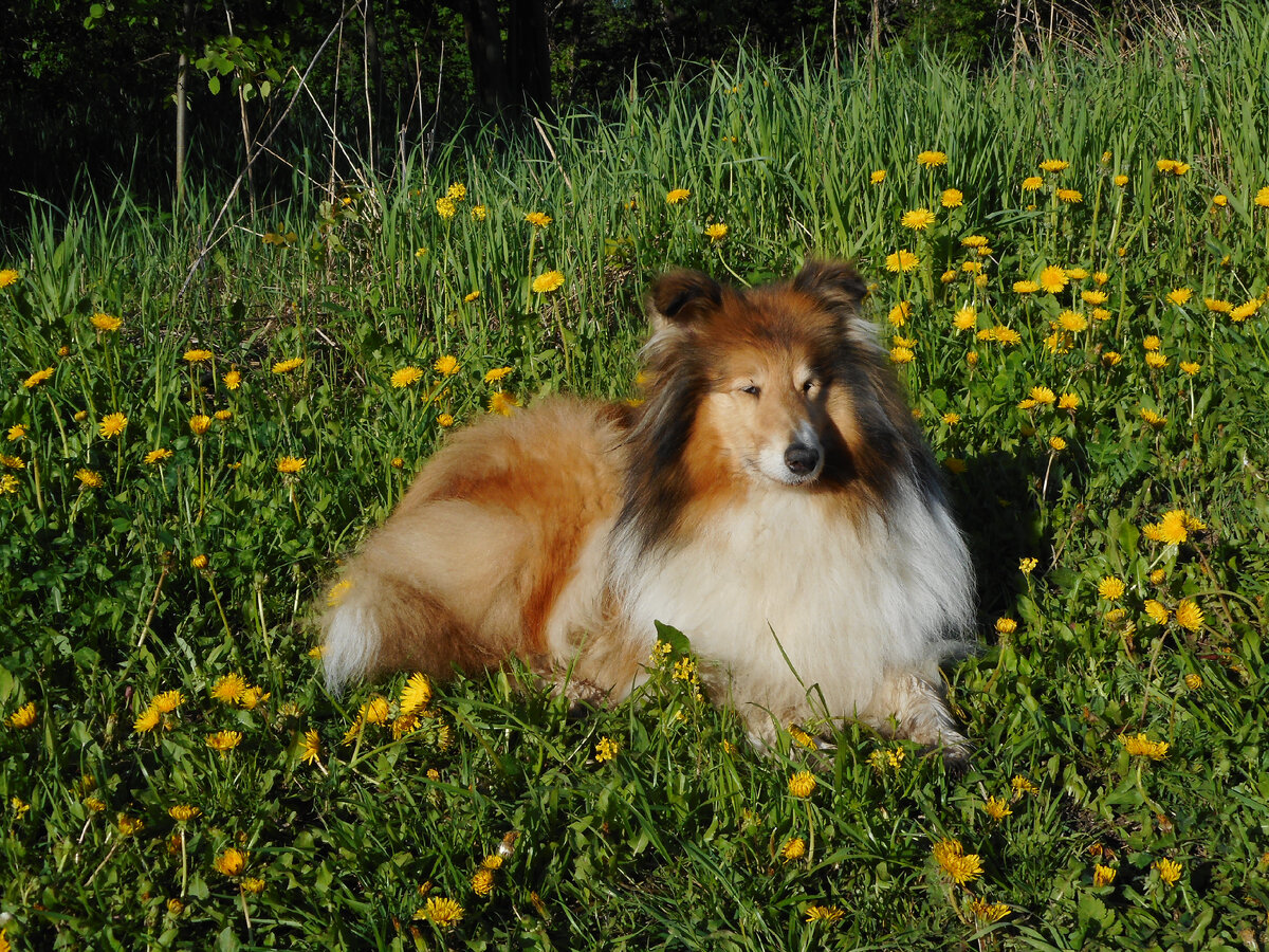 Длинношерстная колли Грета