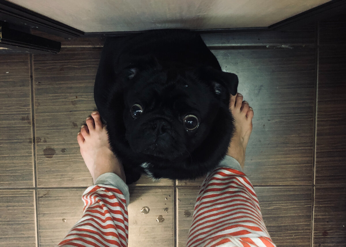 Мой пес тоже активно интересуется, когда уже в доме наступит тишина