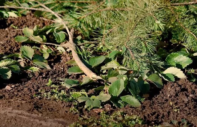 Фото: чтобы земляника не замерзла, перед зимовкой ее необходимо укрыть.