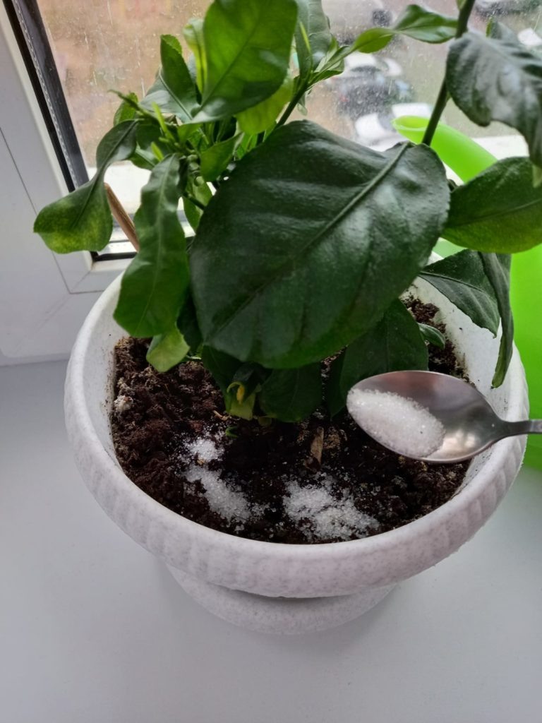 Подкормка сахаром.