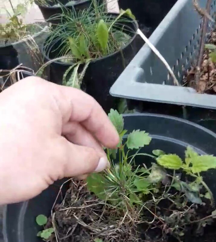 Всходят хорошо и дружно, кедры из семян. Фото авторские