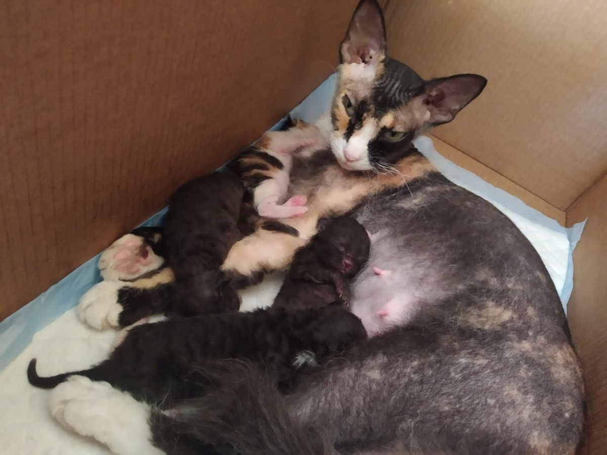 Покушали и спят