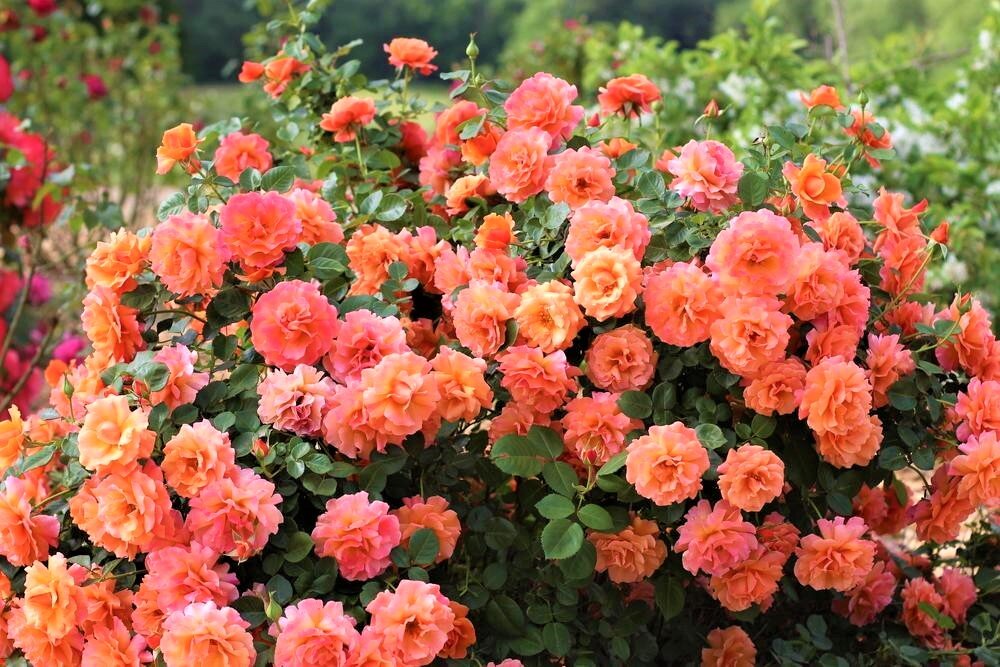  Фото с сайта: https://clck.ru/ZfRMY.