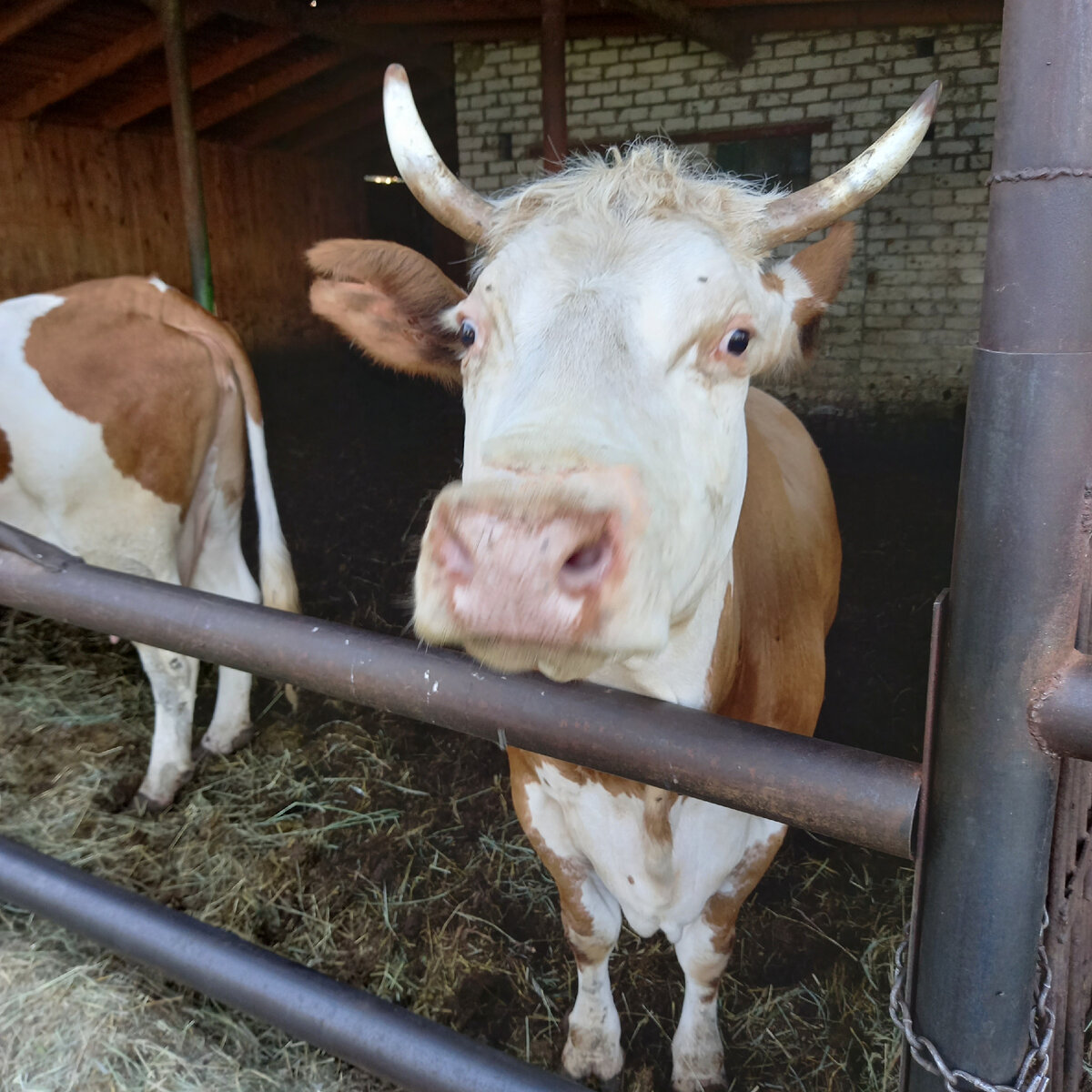 сено свое, вдоволь