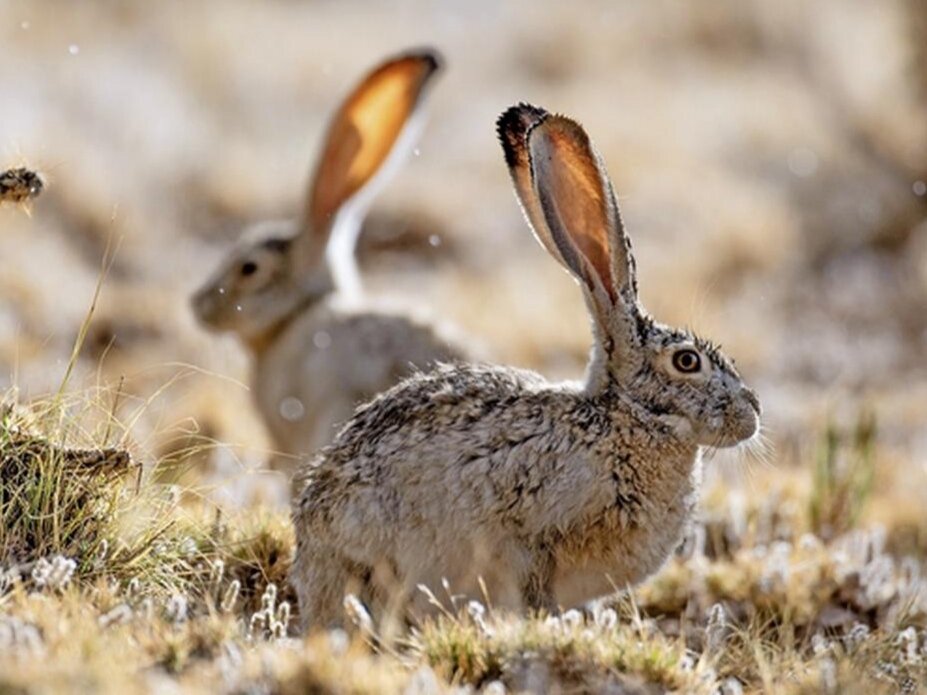 Фото: amp.bazonline.ch