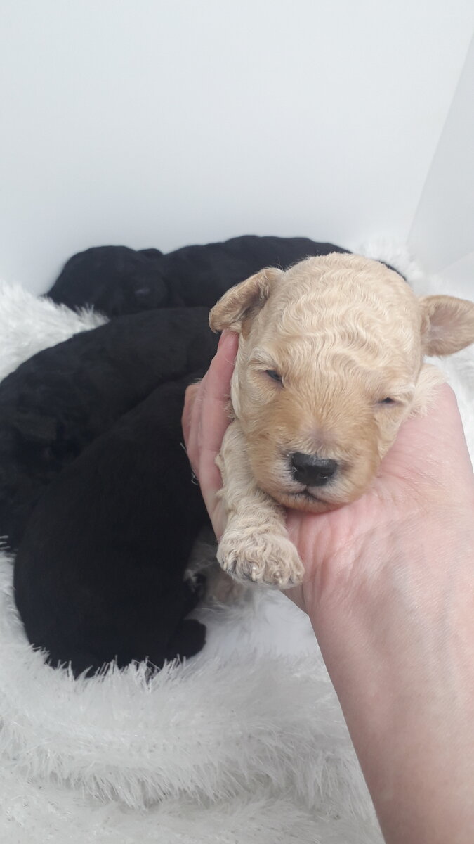 Есть щенки в питомнике. РКФ.