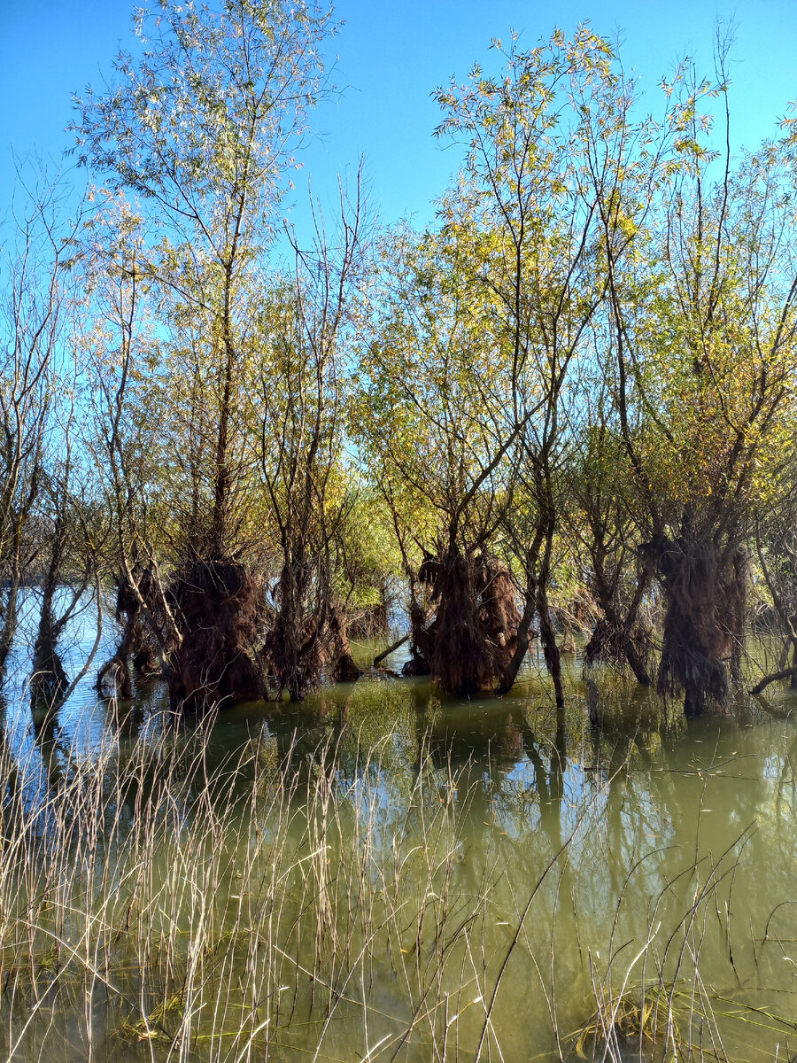 Причудливые деревья теперь выглядят так
