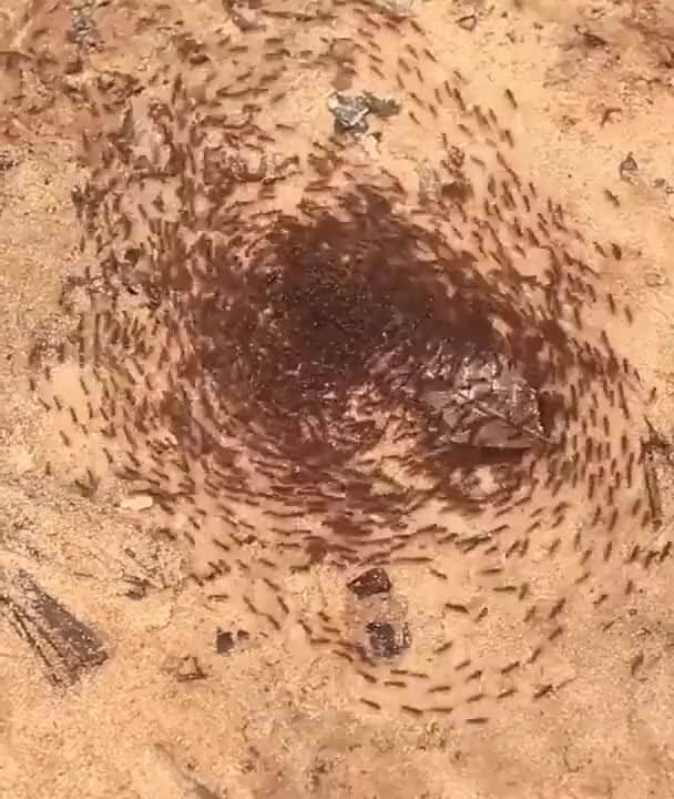 Карусель смерти